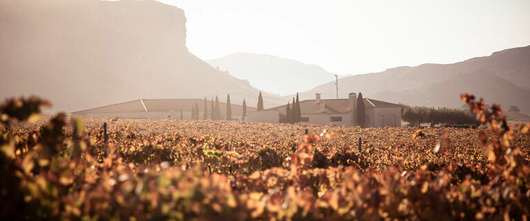 Vitivinicultura responsable para elaborar grandes vinos con una huella de carbono mínima